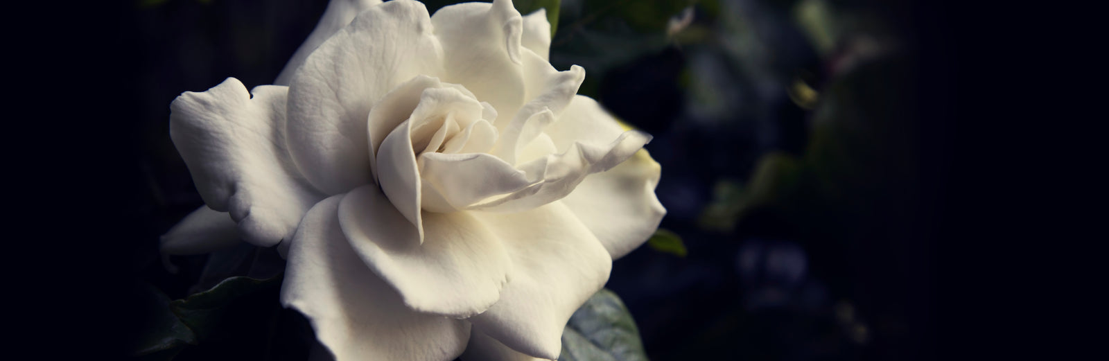 Gardenia